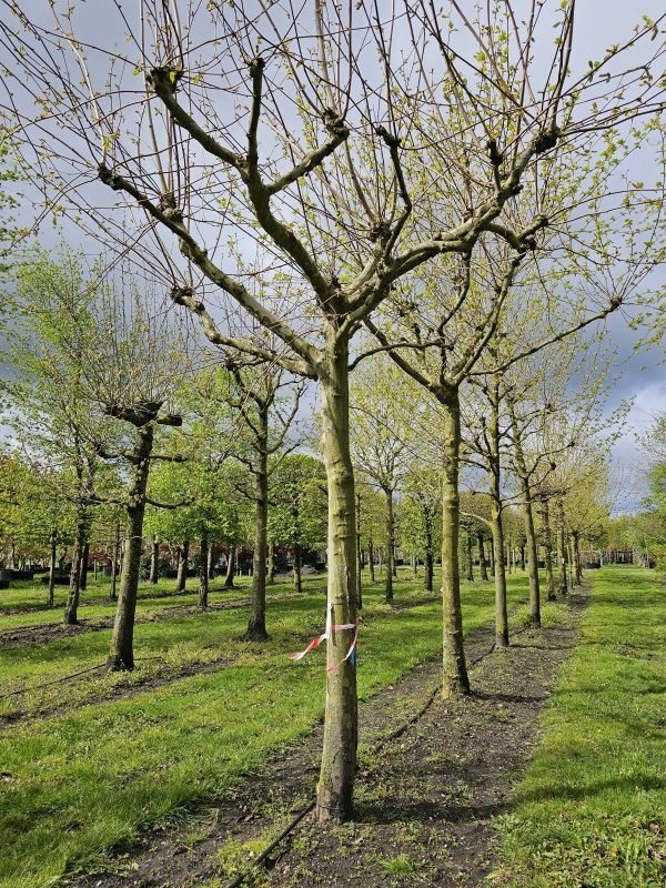 Een Grote Dakplataan Kopen Exclusief Van Ten Hoven Bomen