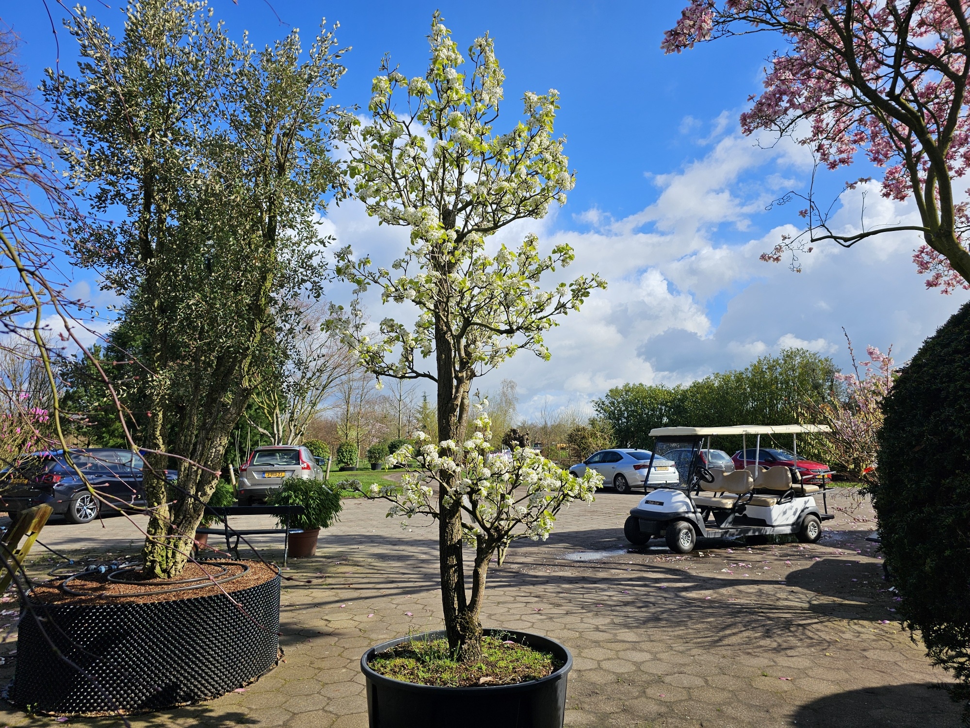 Pyrus Calleryana Chanticleer Als Tuinbonsai