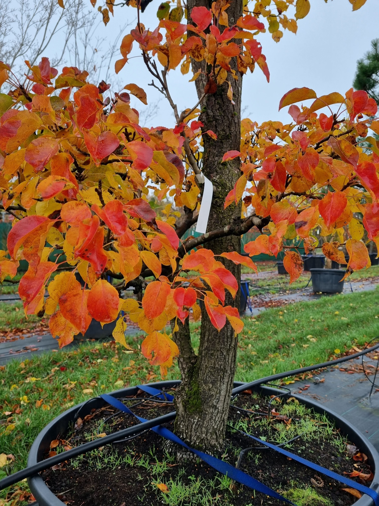 Pyrus Calleryana Chanticleer Als Tuinbonsai