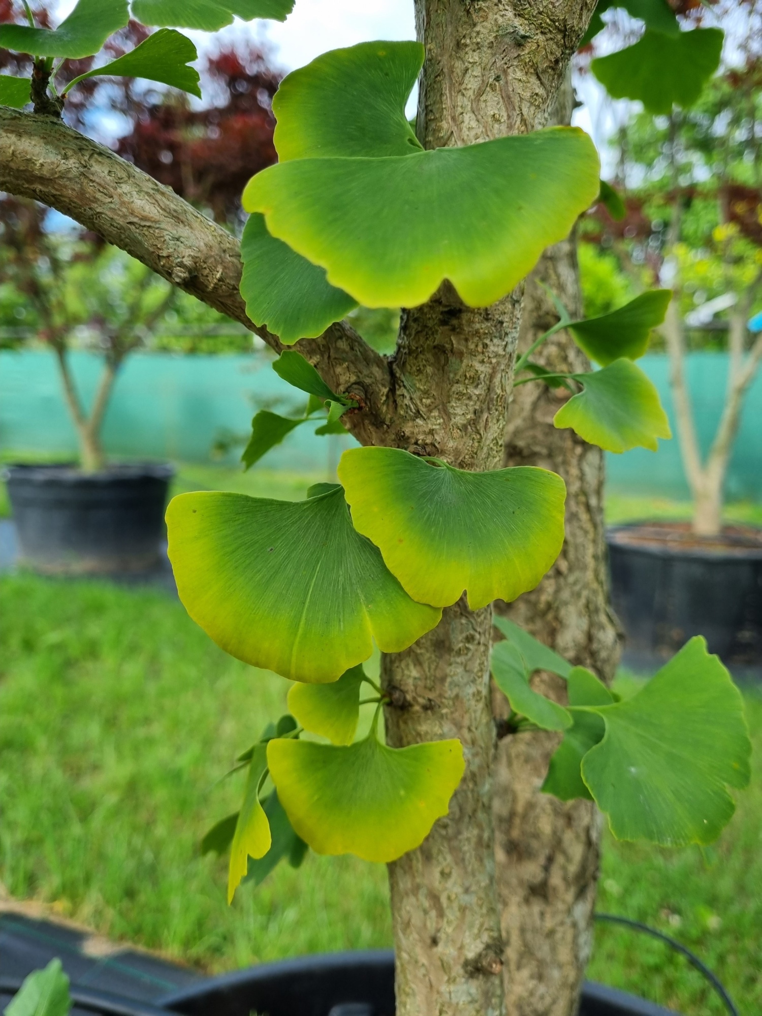 Ginkgo Biloba Als Meerstammige Boom Kopen