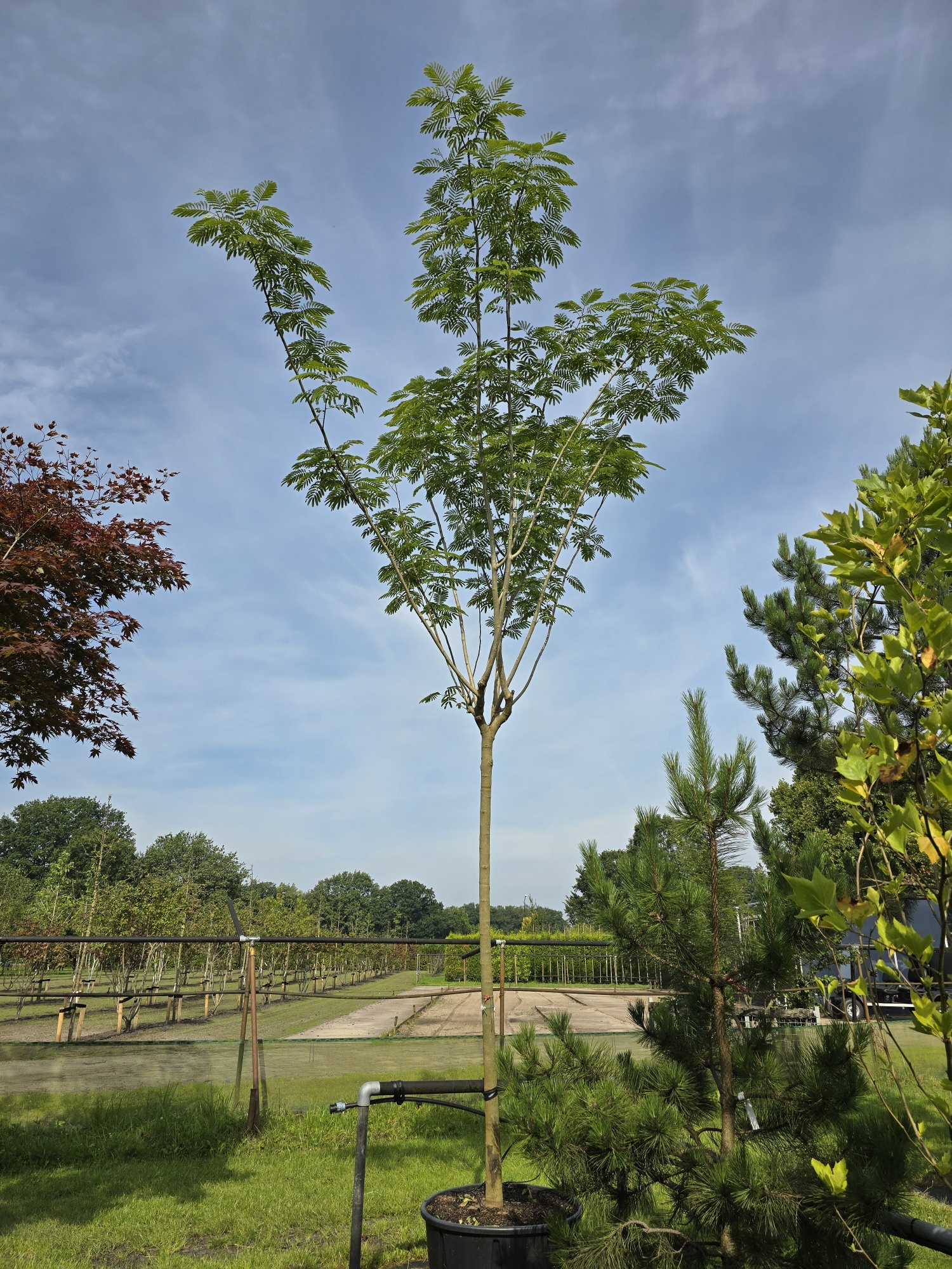 Perzische Slaapboom Albizia Julibrissin Kopen