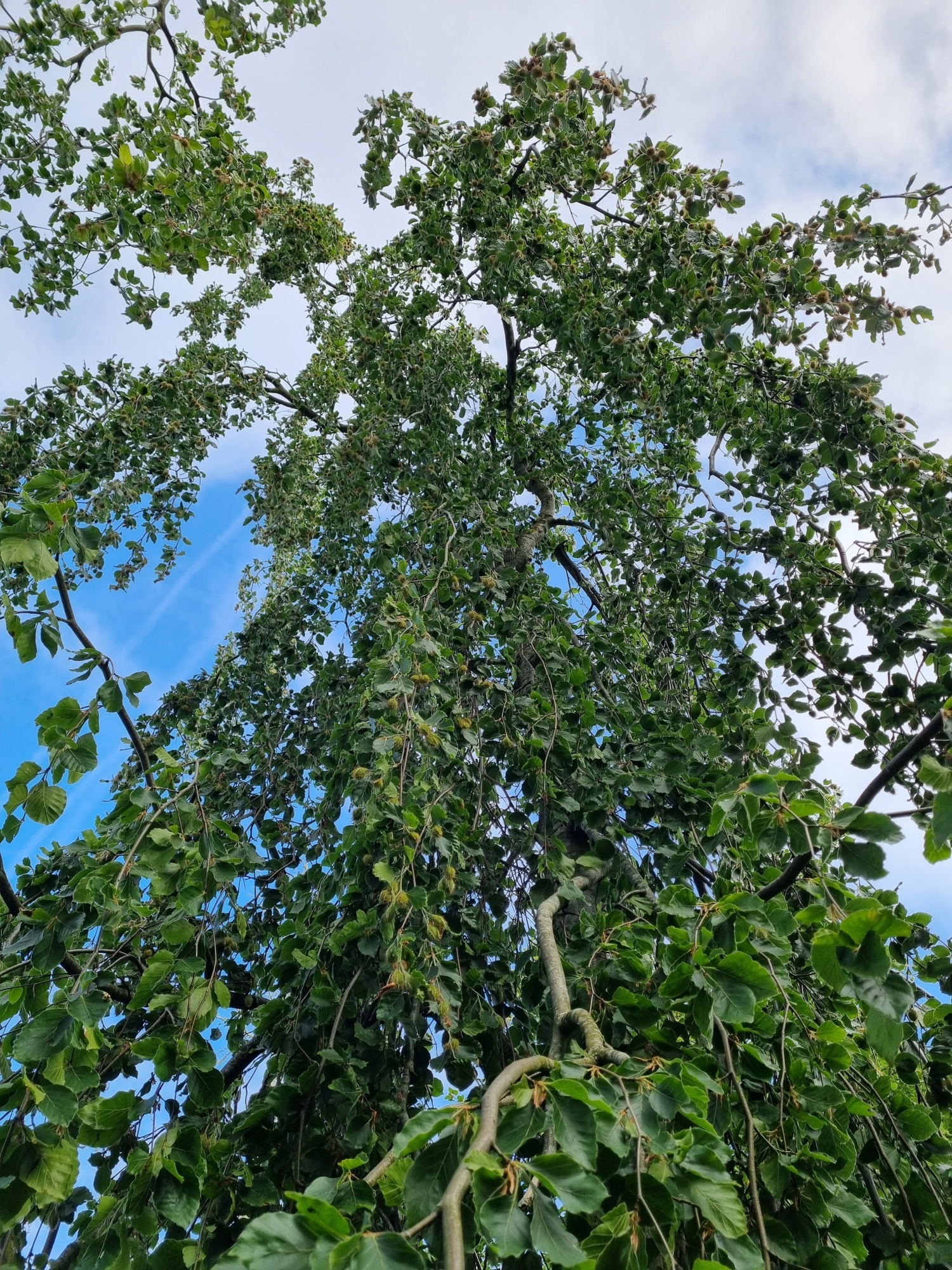 Sierlijke Groene Treurbeuk Kopen Exclusief Van Ten Hoven Bomen