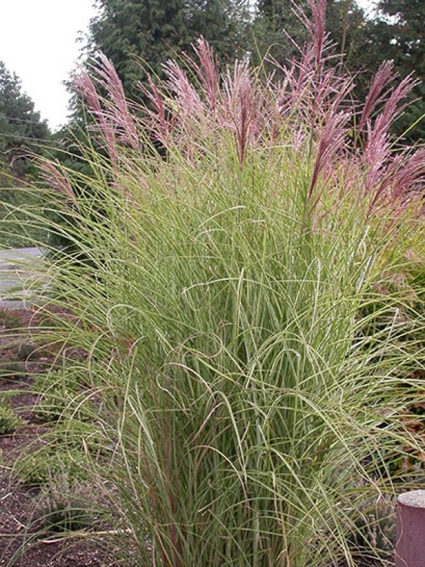 Prachtriet Morning Light Miscanthus Sinensis Morning Light Kopen