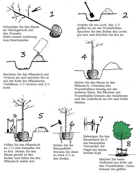 Wie pflanzt man einen Baum mit Wurzelballen?