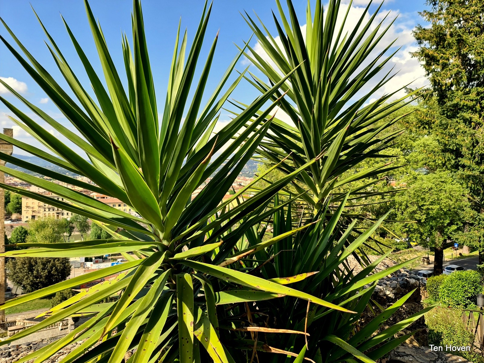 Bomen en Planten voor een mediterrane tuin | Ten Hoven Bomen
