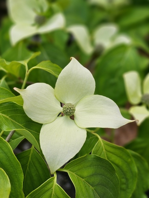 Cornus kousa 'China Girl' bloeit in mei