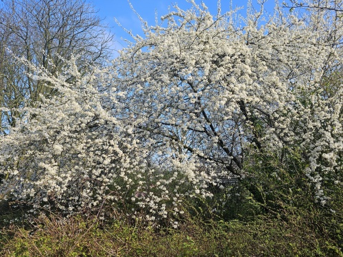 Prunus spinosa februari 2024