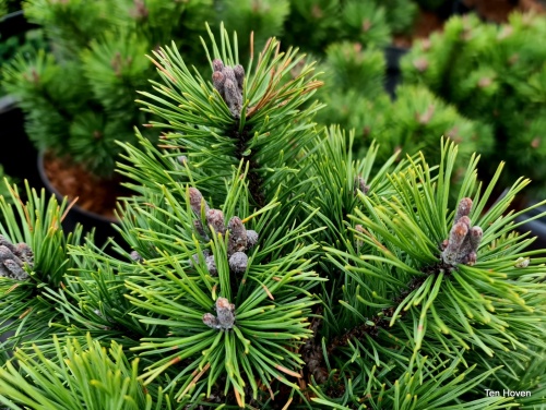 Dwergden pinus mugo mops