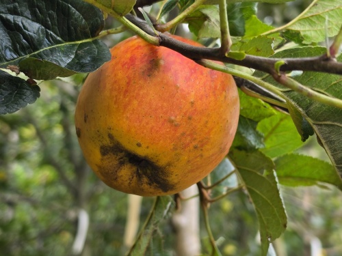 Alkmene