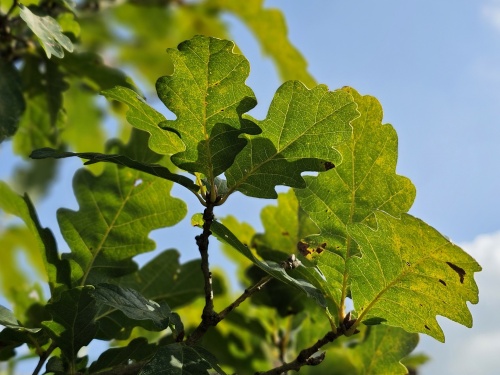 Quercus Petraea