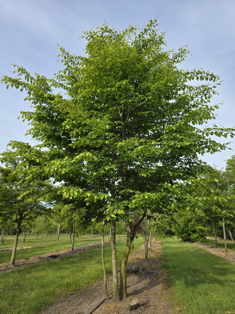 Carpinus betulus struikvormige meerstam