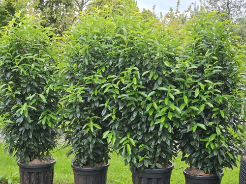 Prunus laurocerasus 'Elly'