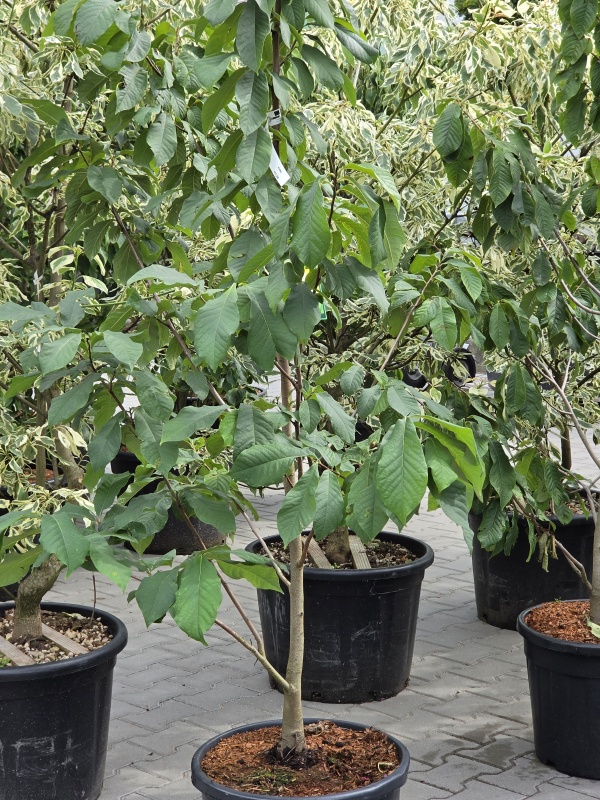 PawPaw-Baum