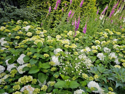 Hortensia Forever & Ever White