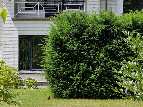 Taxus baccata als donkergroene haagplant