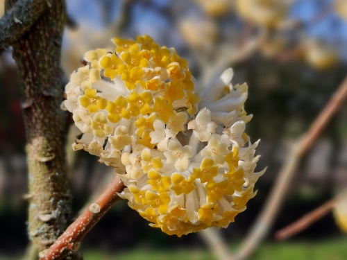 Edgeworthia Grandiflora
