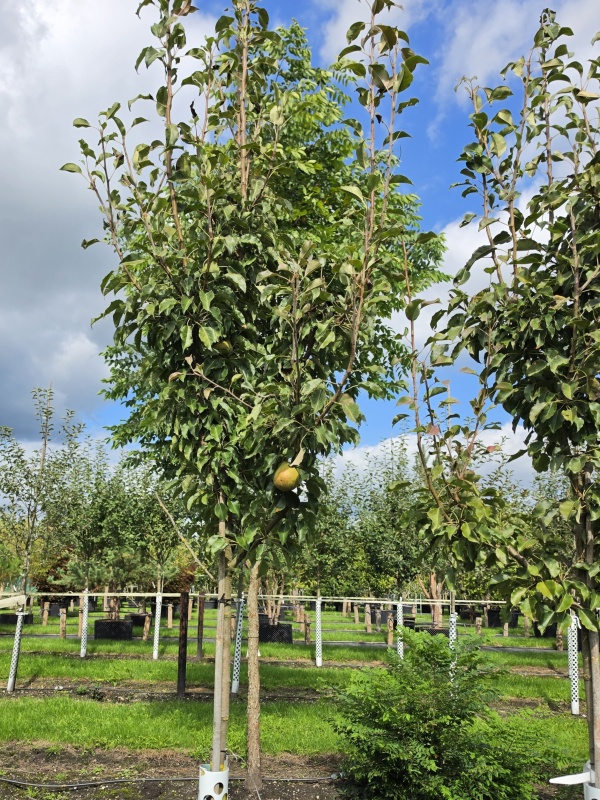 Peer 'Gieser Wildeman'