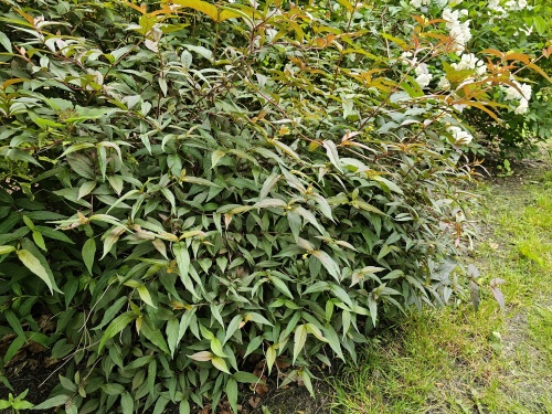 Diervilla Splendens bloeit geel in juni