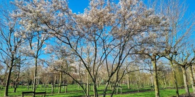 De krentenboom (Amelanchier): Een veelzijdige blikvanger voor elke tuin