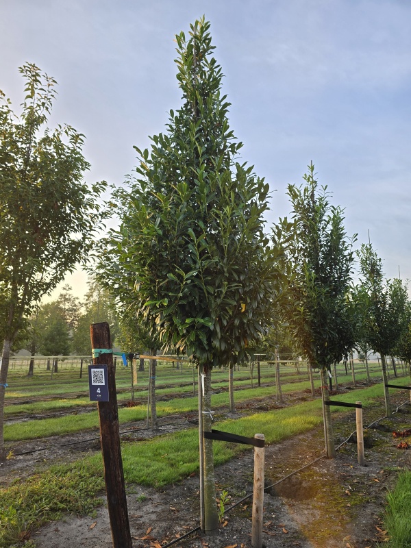 Laurierkers 'Caucasica'