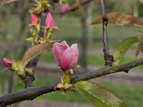 Pseudocydonia sinensis eind oktober