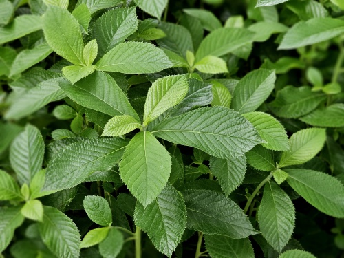 Clethra Ruby Spice met een pitte kleurstelling houdt van een vochtrijke grond