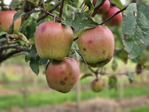 Malus Gloster,  lekkere appel, laat rijp en rood kleurend