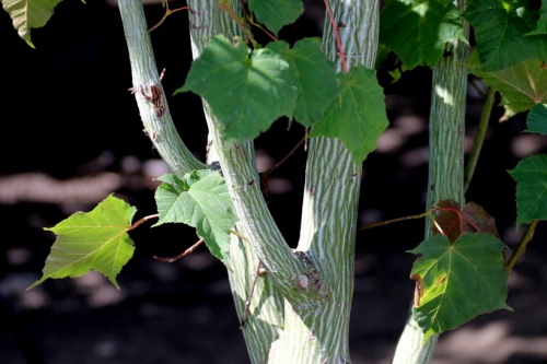 Slangenhuidesdoorn 'pensylvanicum'