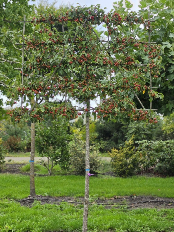 Zierapfel als Spalierform