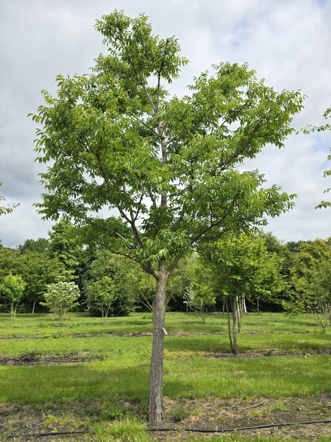 Phellodendron amurense vertakking