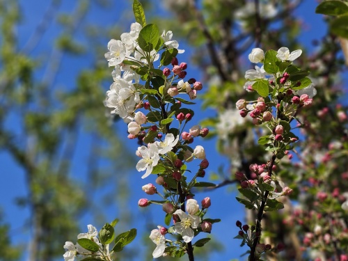 Sierappel 'Evereste',  sierappeltjes in het najaar