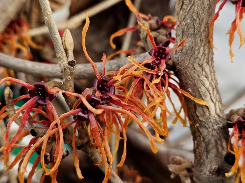 Hamamelis Jelena