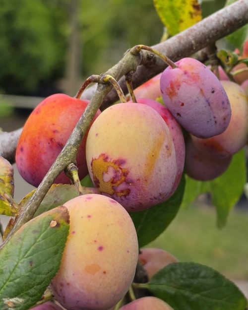 Prunus 'Victoria' is één van de meeste favoriete zoete pruimen in Nederland.