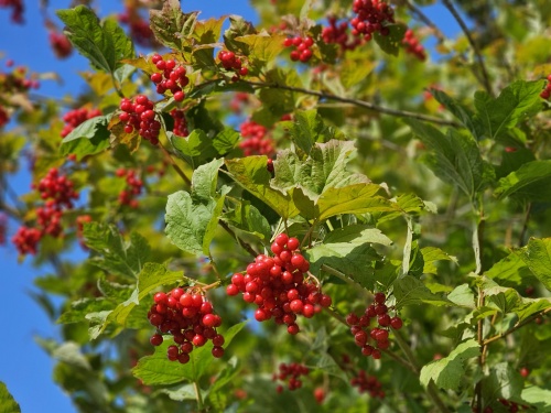 Viburnum opulus Gelderse roos