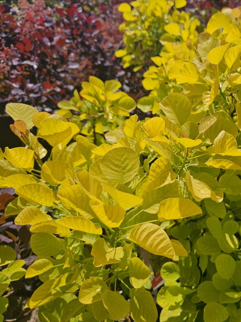 pruikenboom in mei met goudgeel blad