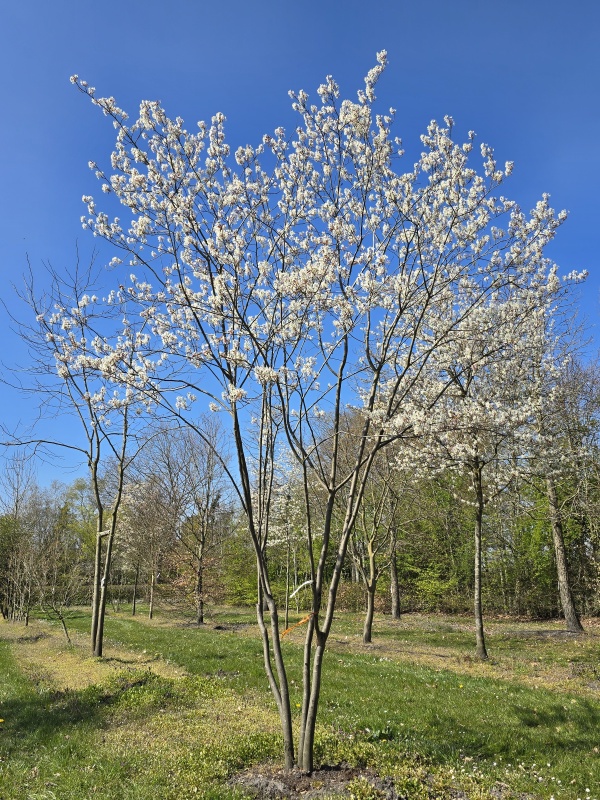 Krentenboompje