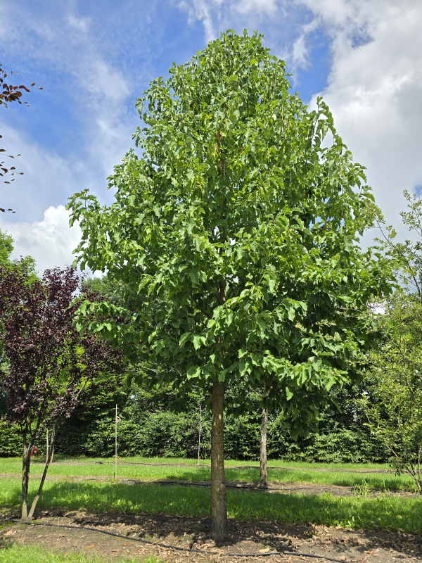 Westerse Magnolia