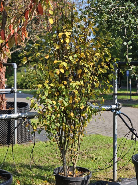 Amelanchier alnifolia 'Obelisk' centraal in de border. juni