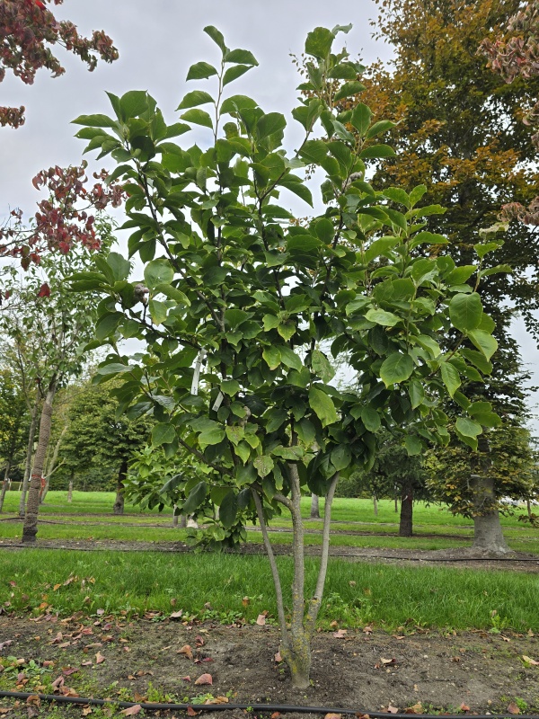 Purperkleurige Magnolia