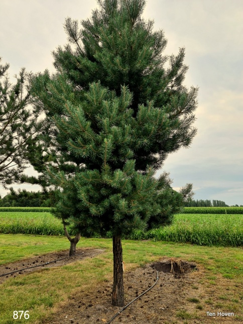 Pinus sylvestris