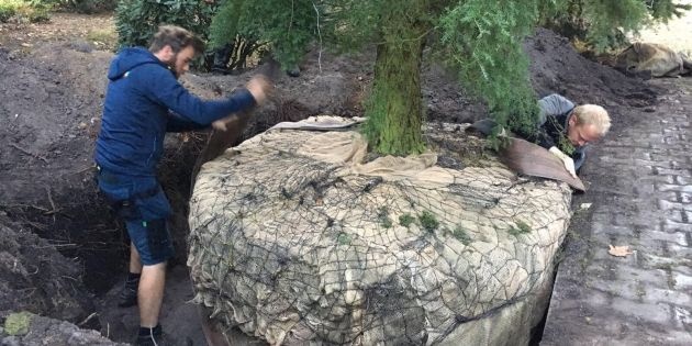 11m hoge reuze Tsuga