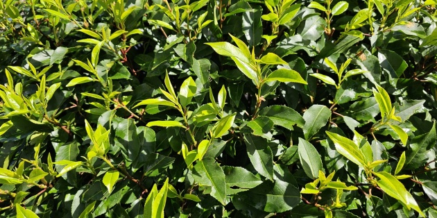 Altijd groen: De mooiste groenblijvende (lei)bomen en hoogstammers voor uw tuin