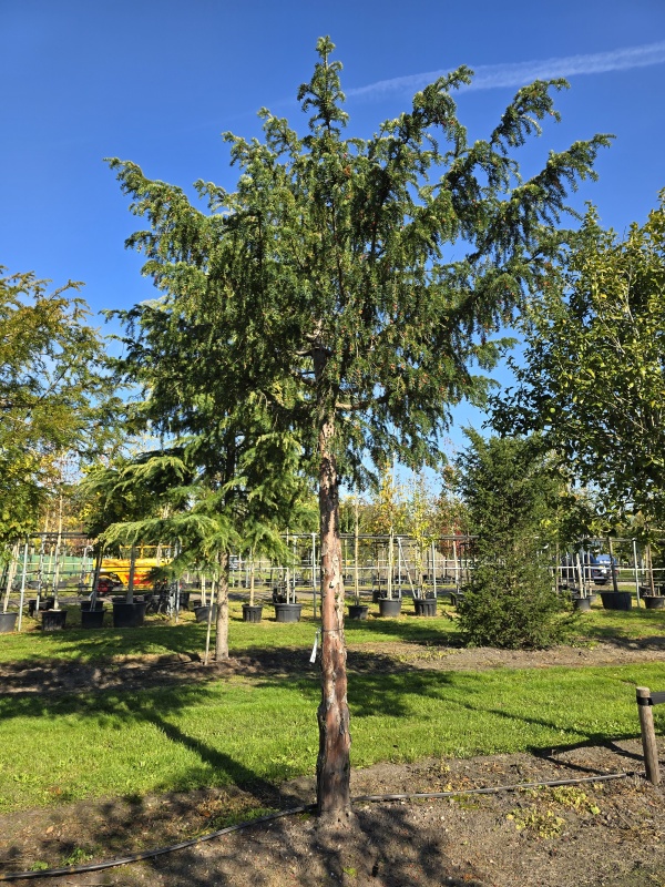 Treurtaxus