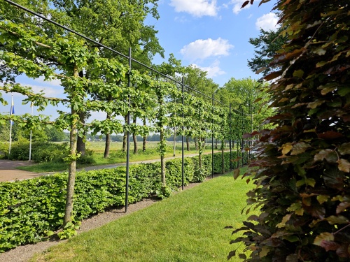 Winterlinde 'Greenspire', leivorm mei 2024