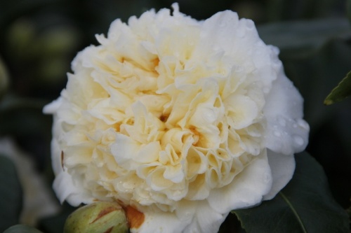 Camellia japonica brushfield's yellow
