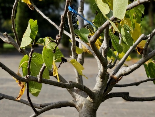 Ficus carica, vijgenstruikvorm