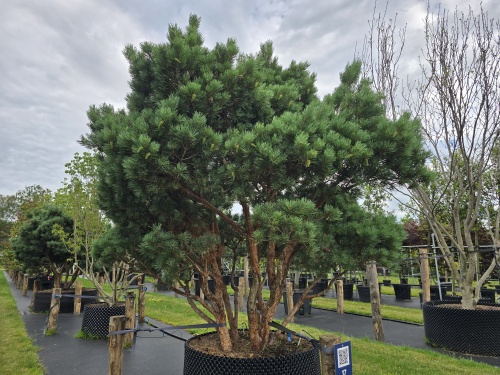 Pinus sylvestris 'Watereri' kwekerij THB Apeldoorn.