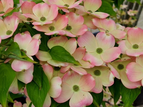 Kornoelje 'Stellar Pink', bloei