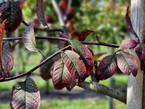 Prunus padus Colorata.  bruinbladige vogelkers in de zomer