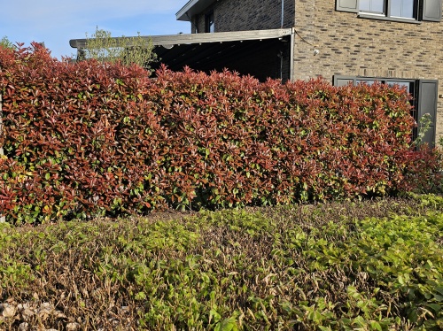 Glansmispel - Photinia fraseri 'Red Robin'